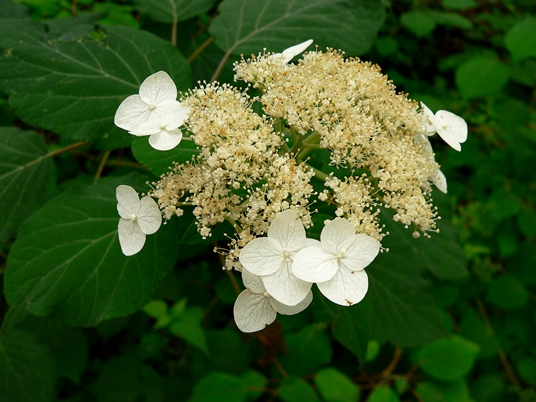 {Hydrangea cinerea}